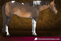 Horse Color:Buckskin Tobiano