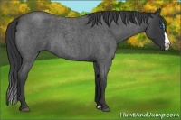 Horse Color:Blue Roan Splash 