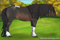 Horse Color:Buckskin Tobiano 