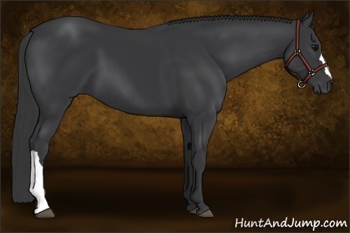 Horse Color:Black 