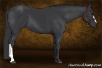Horse Color:Black 
