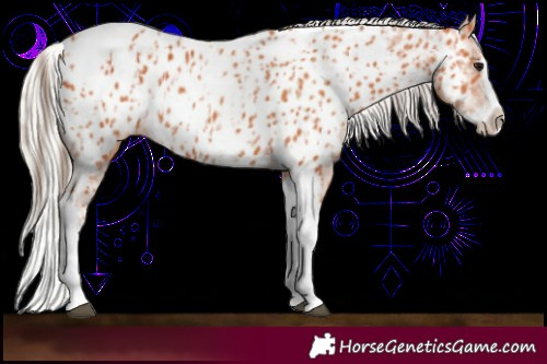 Horse Color:Bay Splash Tobiano Near Leopard and Silver Bay Splash Tobiano Near Leopard