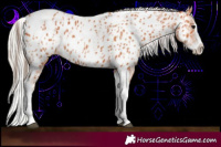 Horse Color:Bay Splash Tobiano Near Leopard and Silver Bay Splash Tobiano Near Leopard