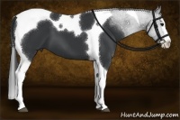Horse Color:Black Sabino Splash Tobiano 