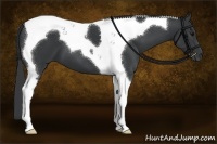 Horse Color:Black Tobiano 