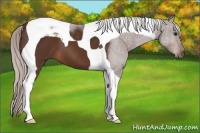 Horse Color:Silver Brown Tobiano 