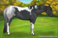 Horse Color:Black Tobiano 