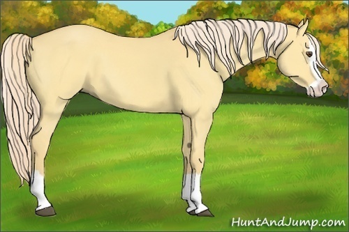 Horse Color:Palomino Dun Splash 