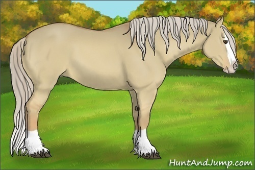 Horse Color:Palomino Dun Splash