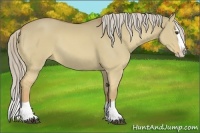 Horse Color:Palomino Dun Splash 