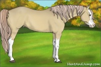 Horse Color:Palomino Dun Splash 