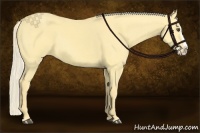 Horse Color:Palomino Dun Splash