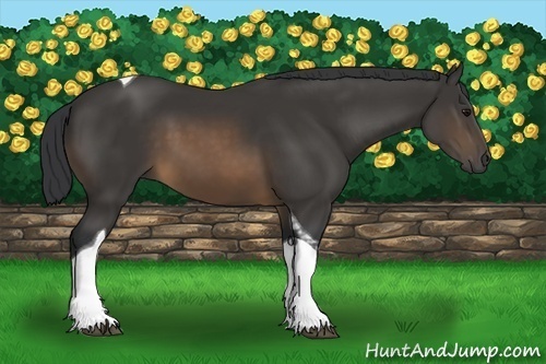 Horse Color:Buckskin Tobiano 