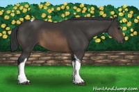 Horse Color:Buckskin Tobiano
