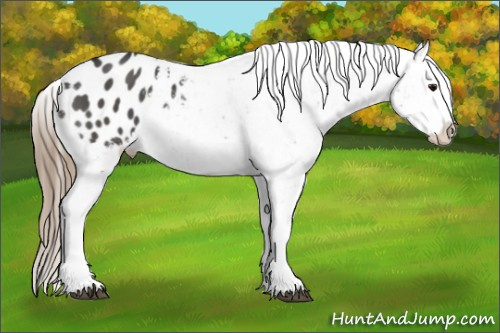 Horse Color:Smoky Grullo Splash Snowflake Varnish 