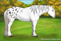 Horse Color:Smoky Grullo Splash Appaloosa