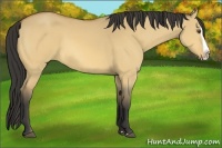 Horse Color:Buckskin Dun Splash 