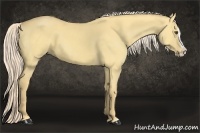 Horse Color:Palomino Dun Splash 