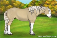 Horse Color:Palomino Dun Splash