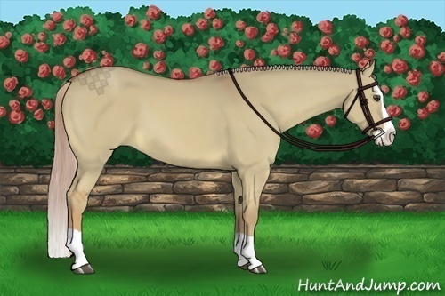 Horse Color:Palomino Dun Splash 