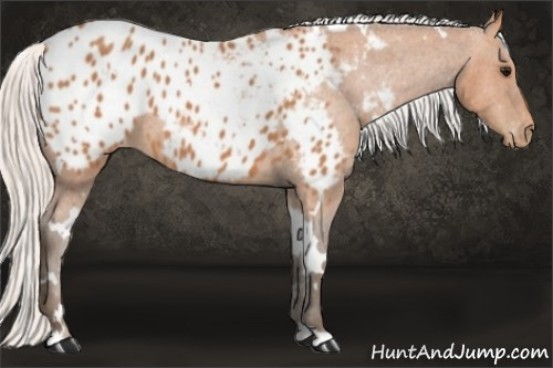 Horse Color:White Spotted Silver Bay Appaloosa