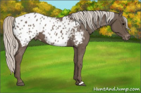 Horse Color:Silver Black Appaloosa 