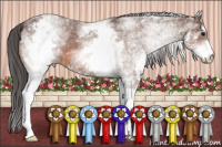 Horse Color:White Spotted Bay Appaloosa