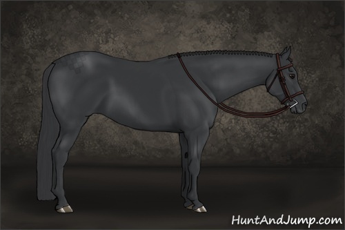 Horse Color:Black 