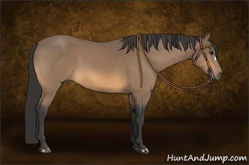 Horse Color:Buckskin 