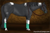 Horse Color:Black Tobiano 