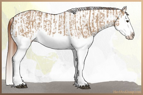 Horse Color:Red Dun Splash  and Red Dun Splash Appaloosa 