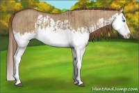 Horse Color:Red Dun Splash  and Red Dun Splash 