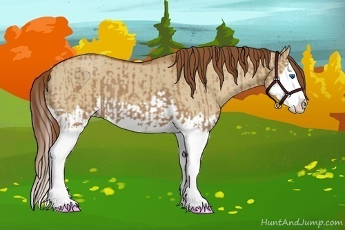 Horse Color:Red Dun Splash and Red Dun Splash