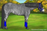 Horse Color:White Spotted Blue Roan Rabicano  and Blue Roan Rabicano 