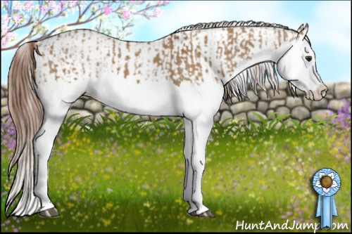 Horse Color:Red Dun Splash  and Red Dun Splash Appaloosa 