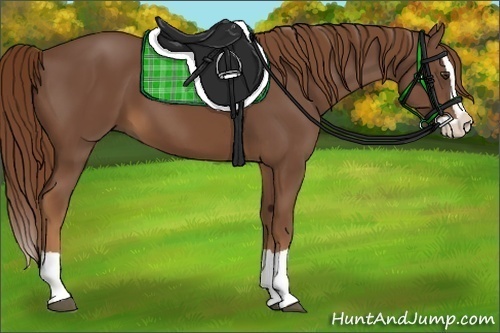 Horse Color:Chestnut Splash 