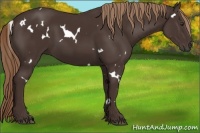 Horse Color:White Spotted Liver Chestnut 