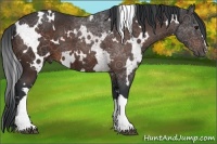 Horse Color:White Spotted Bay 