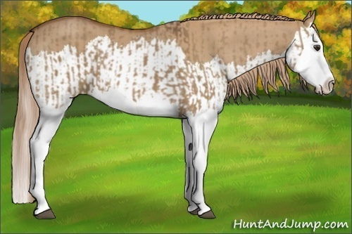 Horse Color:Red Dun Splash  and Red Dun Splash 