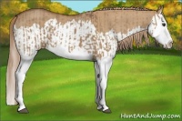 Horse Color:Red Dun Splash and Red Dun Splash