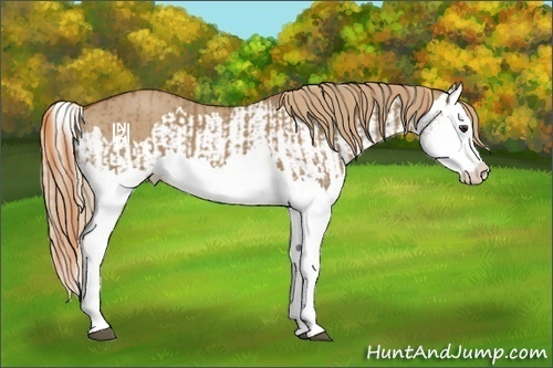 Horse Color:Red Dun Splash  and Red Dun Splash 