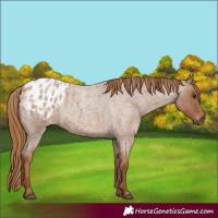 Horse Color:Gray Red Roan Appaloosa 