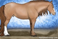 Horse Color:Bay Pearl