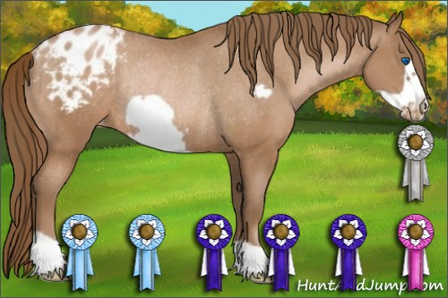 Horse Color:Bay Pearl Frame Appaloosa Rabicano 