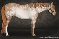Horse Color:Chestnut Ice Rabicano