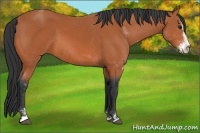 Horse Color:Bay Sabino 