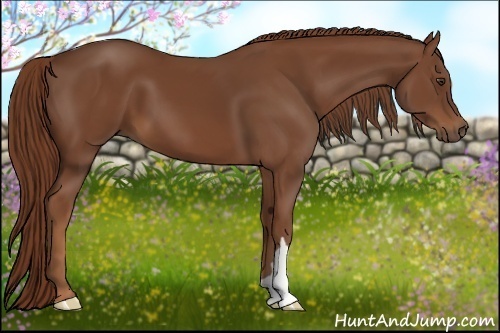 Horse Color:Chestnut 