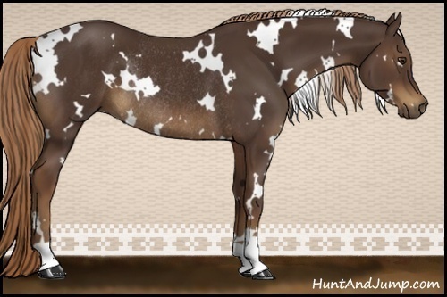Horse Color:White Spotted Liver Chestnut Rabicano 