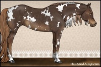 Horse Color:White Spotted Liver Chestnut Rabicano
