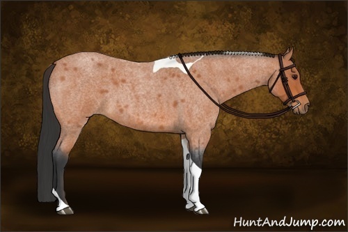 Horse Color:Bay Roan Tobiano